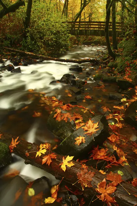 Fall Leaves and Bridal Viel Creek With Hiking Bridge From Bridal Veil Falls State Park in the Columbia River Gorge National Scenic Area of Oregon