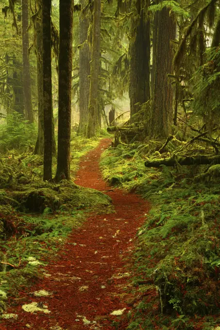 The Pocket Rainforest of Baker Lake Trail in Mt Baker-Snoqualmie National Forest of Washington