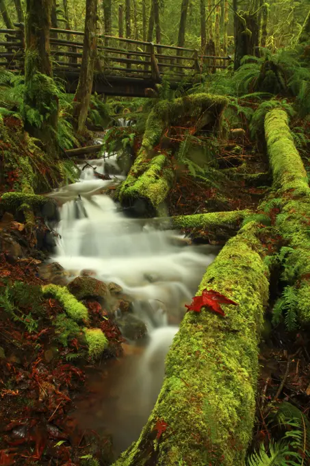 Seasonal Creek Flows Through a Mossy Scene With A Hiking Bridge in Wallace Falls State Park in Washington