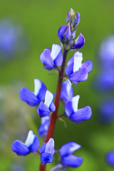 Lupine Wildflower in The Paradise Area of Mt Rainier National Park in Washington