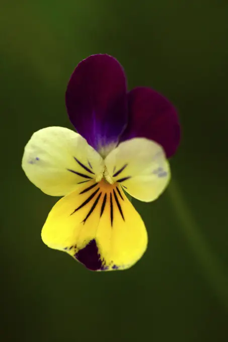 Macro Photograph Viola Flower From Mukiltoe Washington 