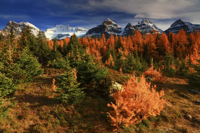 Evening Light on the Golden Larch of Larch Valley on the Valley of Ten Peaks Trail in Banff National Park in Cananda