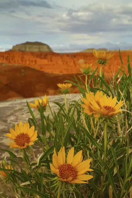 Yellow Balsamroot Wildflowers in Goblin Valley State Park in Utah