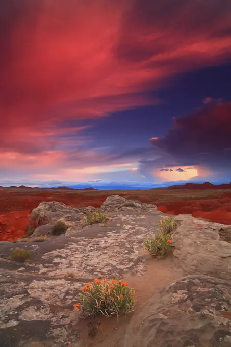 Sunset From Golbin Valley With Balsomroot Wildflowers in Golblin Valley State Park in Utah