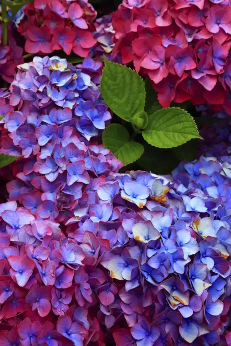 Pink and Purple Hydrangea Flowers in Bloom From Cannon Beach Oregon