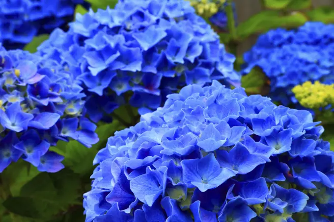 Blue Hydrangea Flowers in Bloom From Cannon Beach Oregon