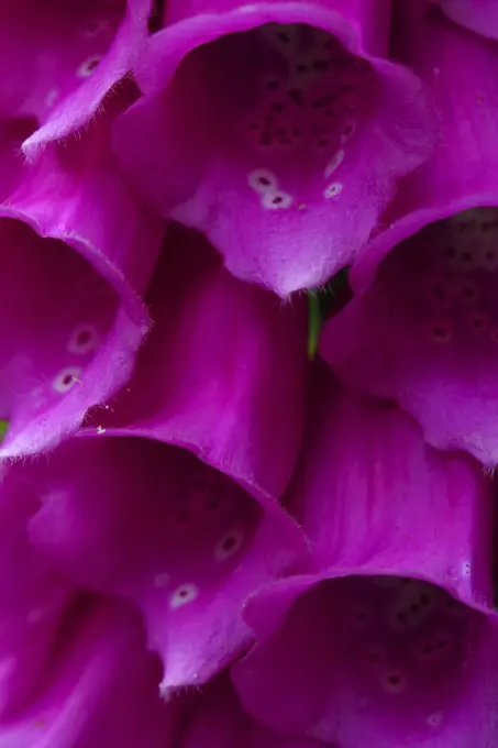 Macro Closeup of Foxglove Wildflowers From Ecola State Park on the Oregon Coast