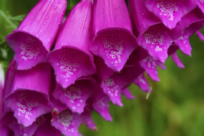 Macro Closeup of Foxglove Wildflowers From Ecola State Park on the Oregon Coast