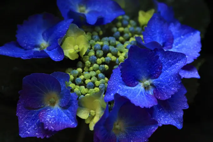 Macro Closeup of Blue Hydrangea Flowers in Bloom From Cannon Beach Oregon