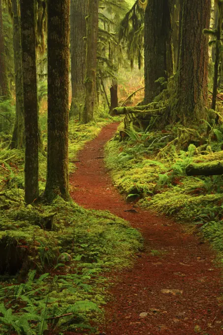 The Pocket Rainforest of Baker Lake Trail in the Mt Baker-Snoqualmie National Forest in Washington