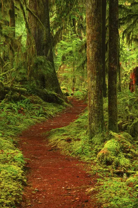 The Pocket Rainforest of Baker Lake Trail in the Mt Baker-Snoqualmie National Forest in Washington