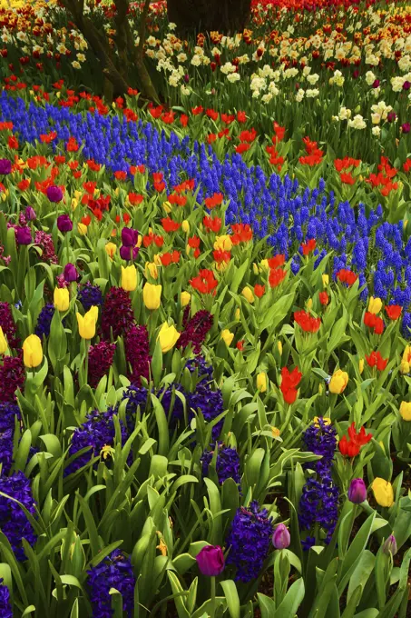 Trail of Grape Hyacinth in the Tulips C/O Roozengaarde in During the Tulip Festival in Skagit Valley Washington