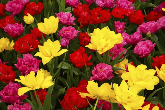 Colorful Tulips in Bloom in the Roozengaarde Garden in Skagit Valley in Washington