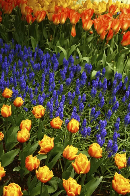 Grape Hyacinth Rows in the Tulips C/O Roozengaarde in During the Tulip Festival in Skagit Valley Washington