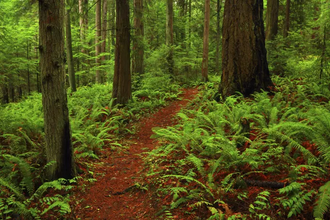 Forest Scene and the Heart Lake Trail in Anacortes on Fidalgo Island in Washington