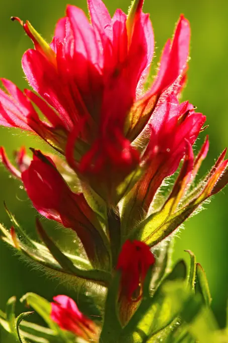 Indian Paintbrush in Mount Rainier National Park, Washington.