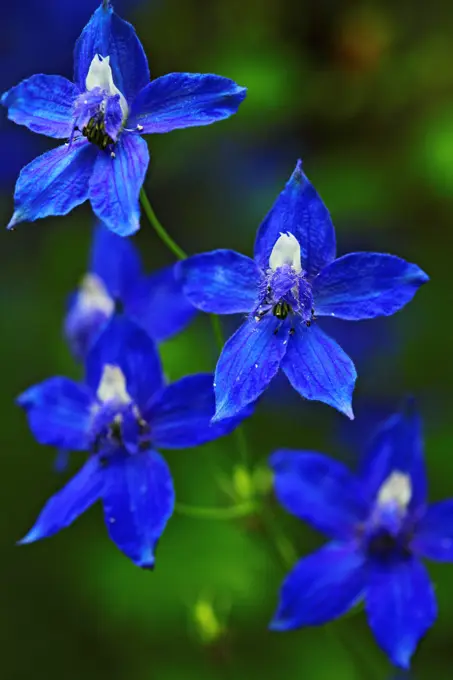 Wildflowers in the Columbia River Gorge National Scenic Area, Oregon.