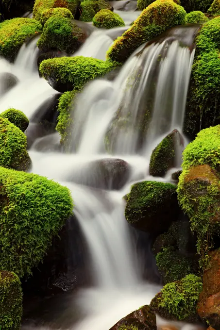 Mossy Seasonal Creek in Olympic National Park, Washington.