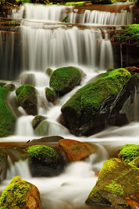 Mossy Seasonal Creek in Olympic National Park, Washington.