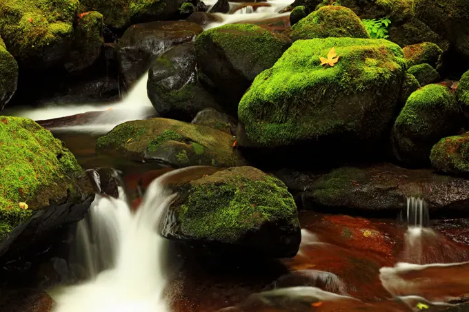 Mossy stones in McCord Creek.