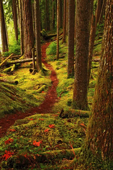 Moss Covered Forest Along Baker Lake Trail