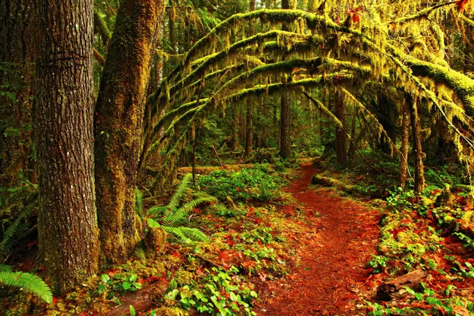 Mossy Maple Tunnel on Horseshoe Trail