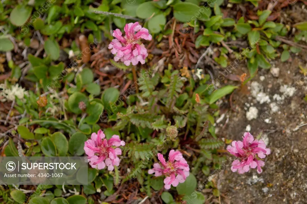 Whorled Lousewort Along the Arctic Coat of Alaska