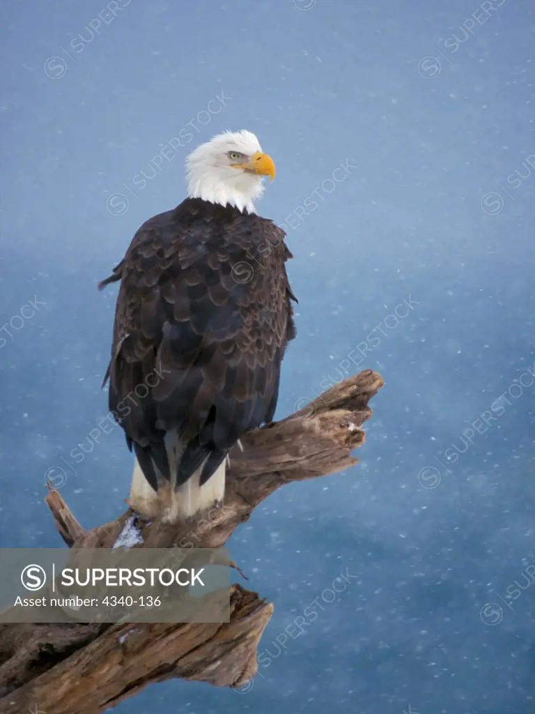 Bald Eagle in a Snowstorm