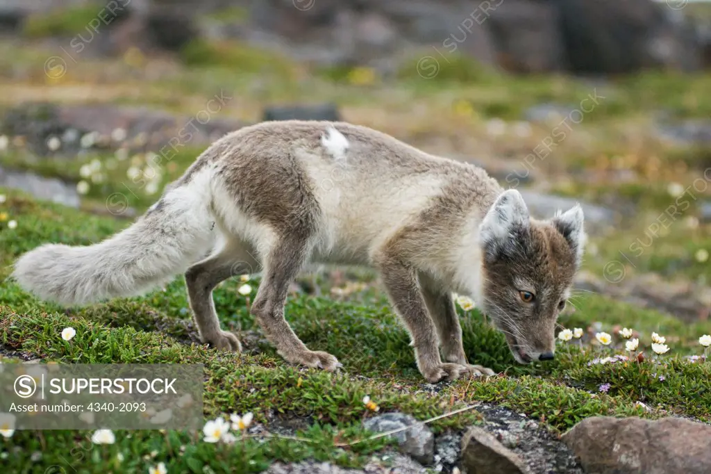 An adult arctic fox (Alopex lagopus) forages on the tundra in summertime, Sassenfjorden, Svalbard, Norway.