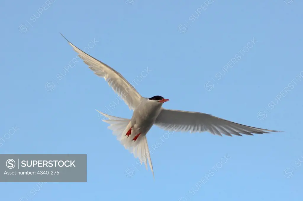 Antarctic Tern in Flight