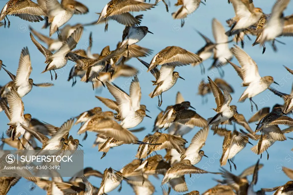 Flock of Western Sandpipers (Calidris mauri) in flight over Hartney Bay, Copper River Delta, Cordova, Alaska, USA