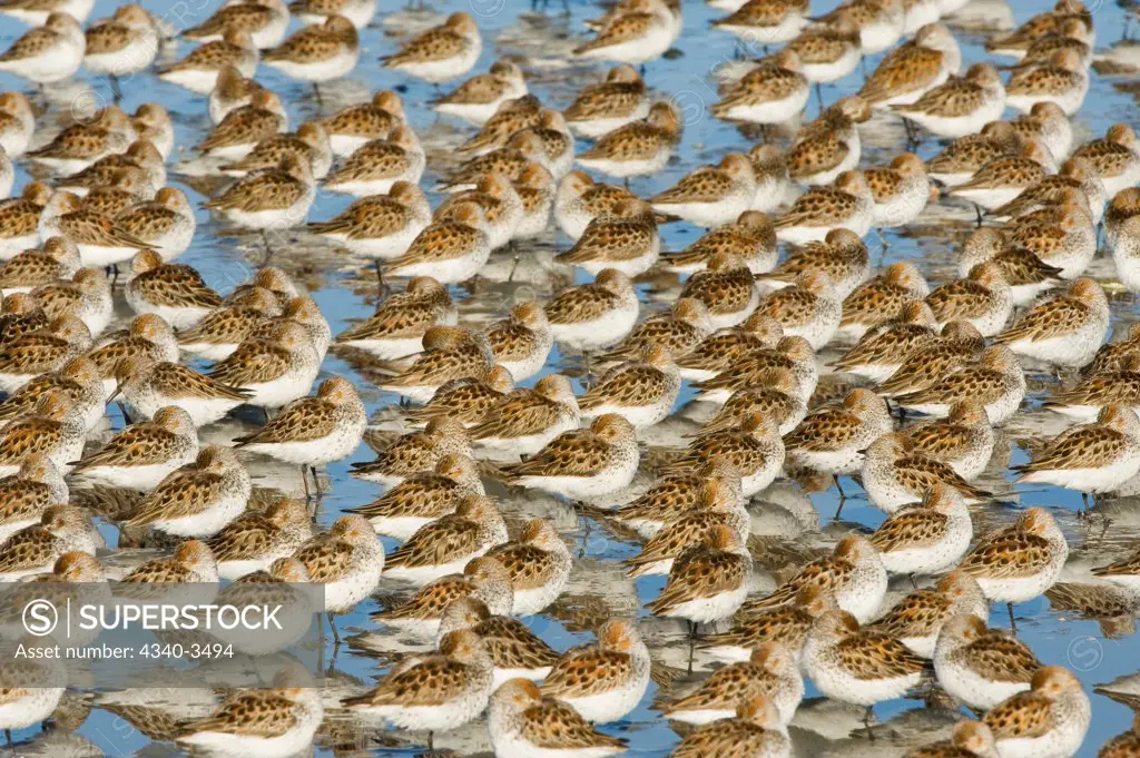 Flock of Western Sandpipers (Calidris mauri) resting on a mudflat, Hartney Bay, Copper River Delta, Cordova, Alaska, USA