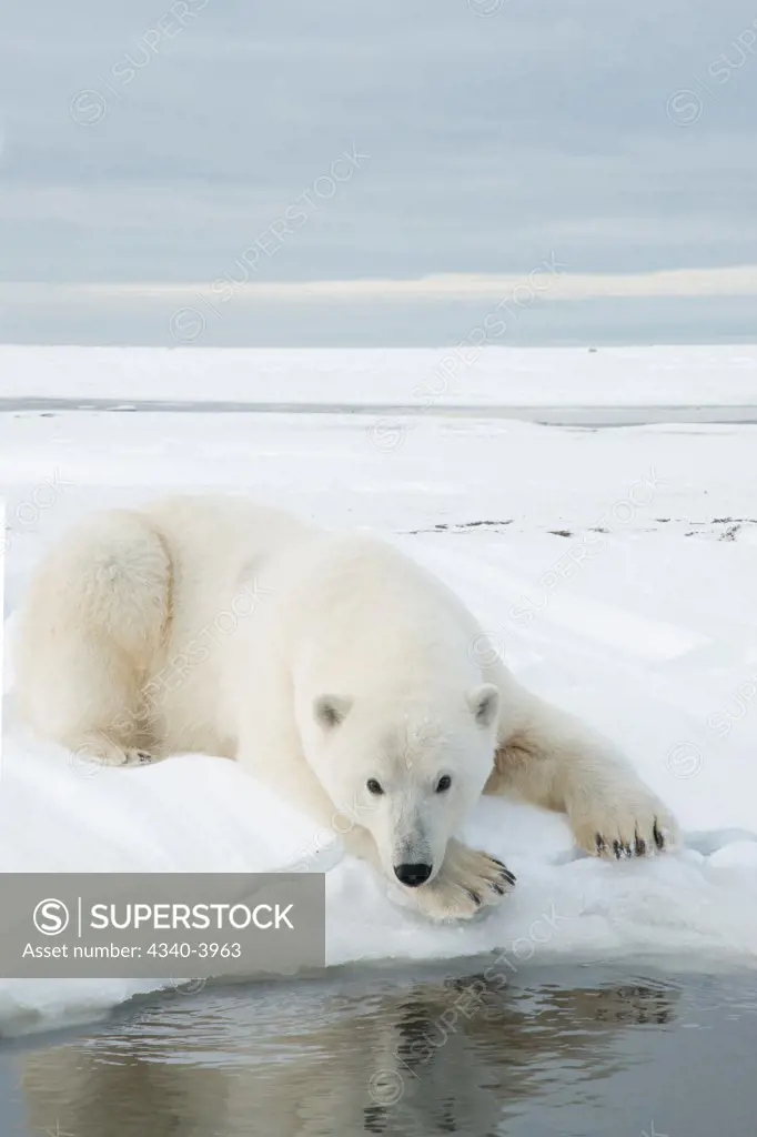 USA, Alaska, Beaufort Sea, Bernard Spit, Polar bear (Ursus maritimus), young bear looking into water