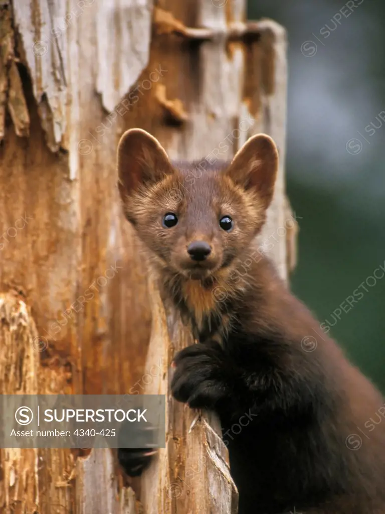 Pine Marten Up a Tree in the Takshanuk Mountains