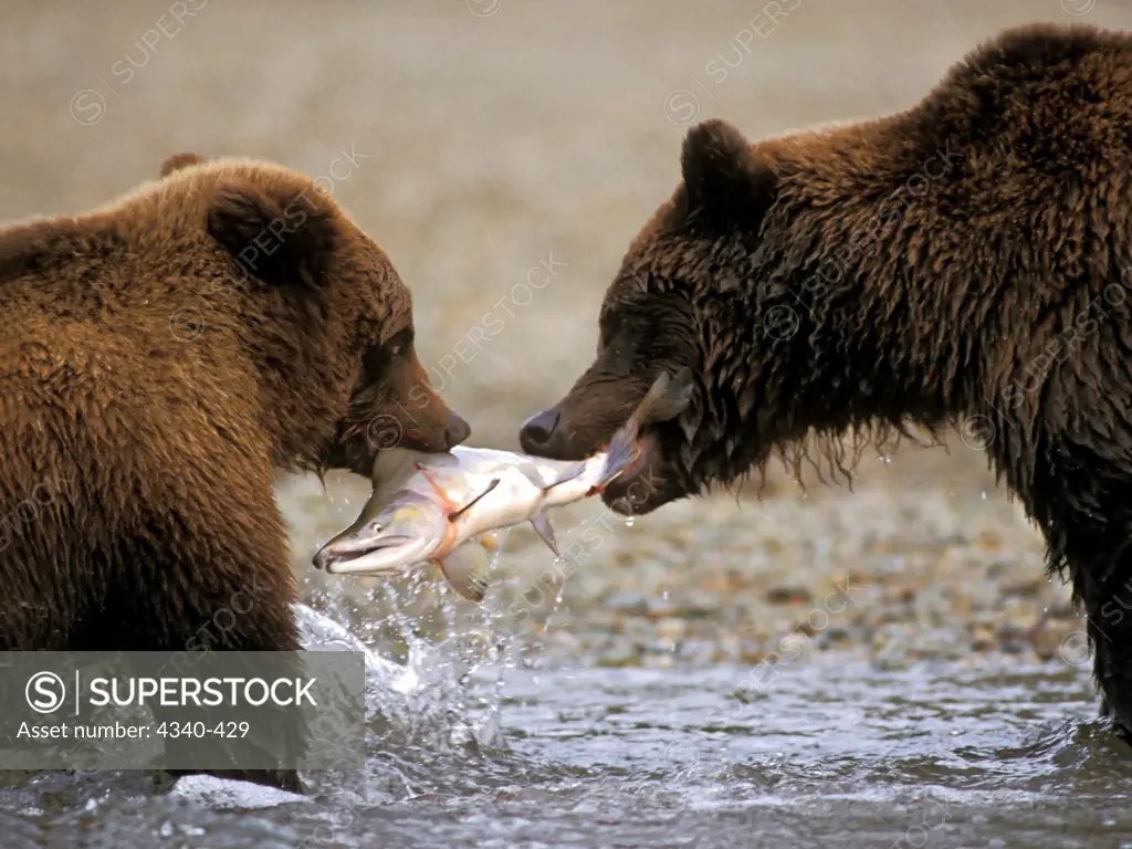 Brown Bear Cub Attempts to Take a Fish From Mother