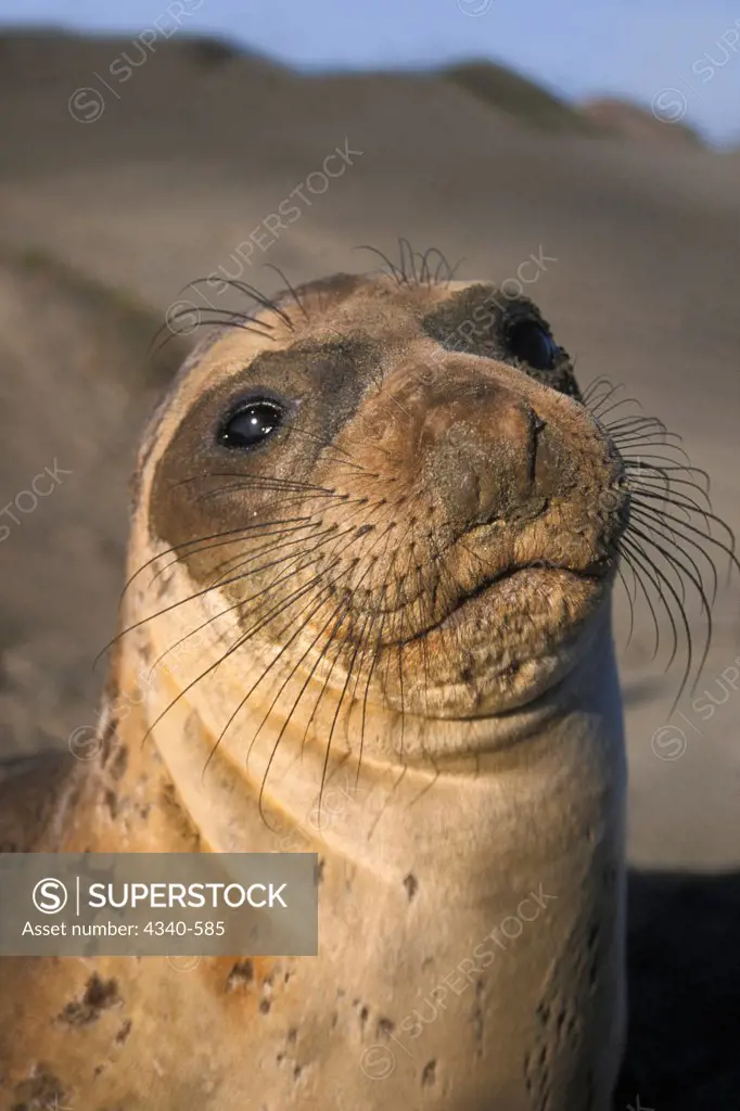 Northern Elephant Seal Adult on a Beach