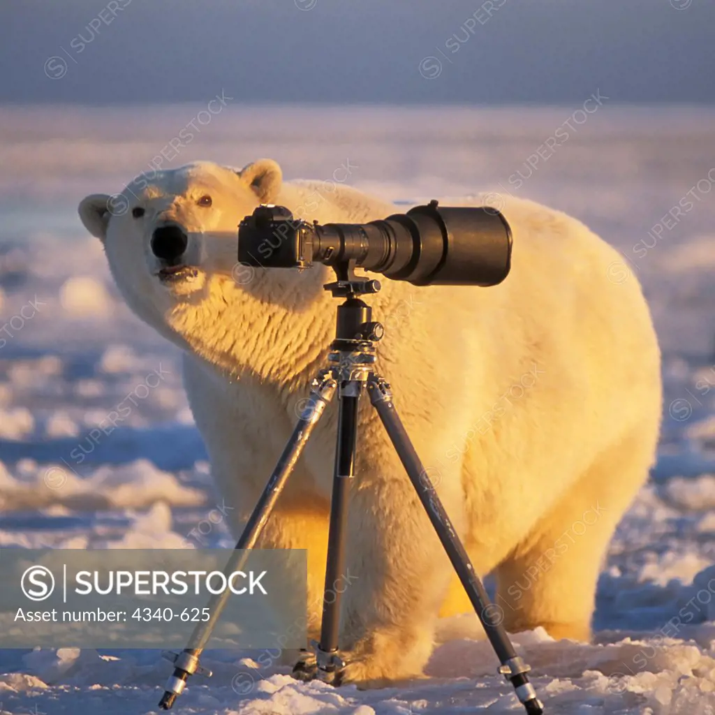 Polar Bear Investigating  Photographer's Camera and Tripod