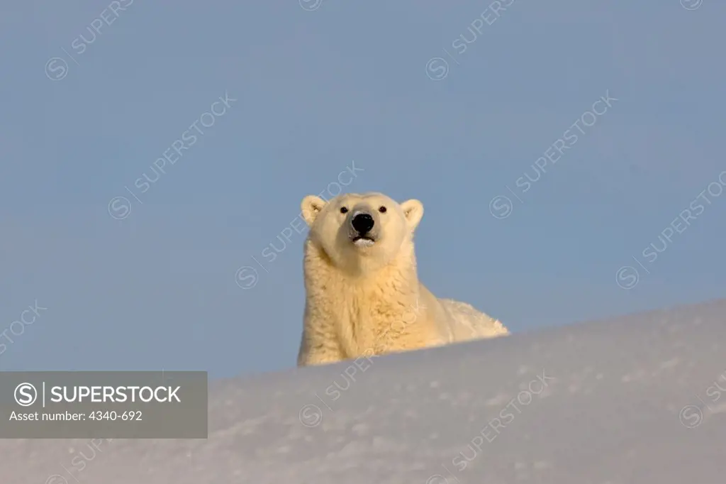 Polar Bear Sow Sitting Outside Her Den