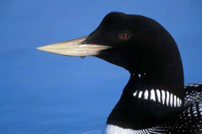 Yellow-Billed Loon