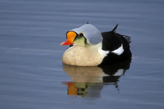 King Eider Duck in the Arctic National Wildlife Refuge, Alaska