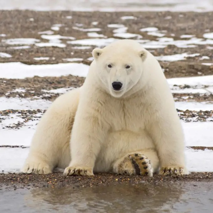 Polar Bear Resting on a Barrier Island in Fall