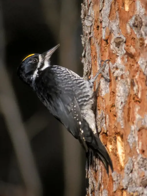 Three-Toed Woodpecker Looking for Insects