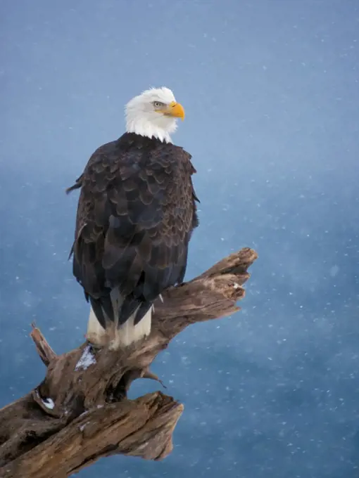 Bald Eagle in a Snowstorm