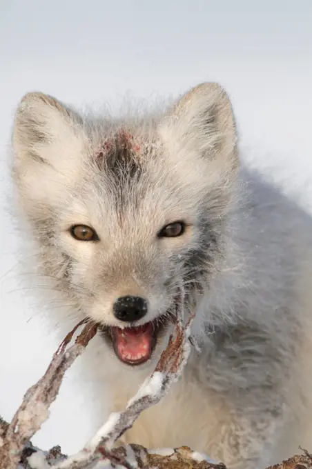 Arctic Fox Feeding Along The Arctic Coast Of Alaska