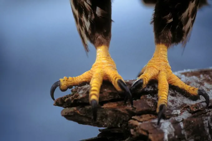 Talons of a Bald Eagle