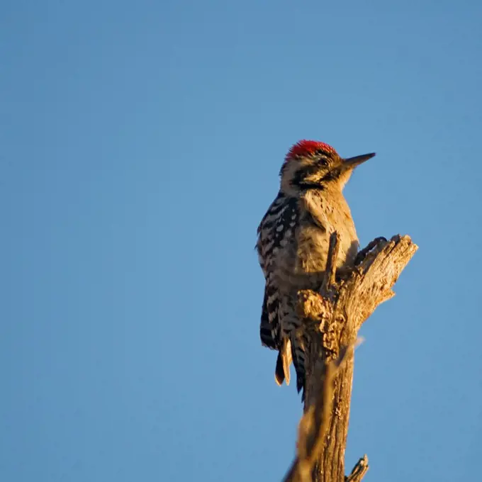 An adult male ladder-backed woodpecker (Picoides scalaris) perched on a tree at the base of the Guadalupe Mountains National Park, west Texas.