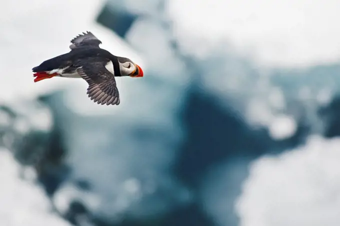 Profile of an adult Atlantic puffin (Fratercula arctica) flying over sea ice along the coast of Svalbard, Norway, in summertime.