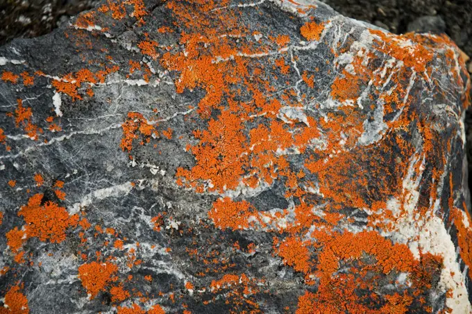 Colorful orange lichen grows on a rock on the tundra in summertime, St. Jonsfjord, west coast of Svalbard, Norway.