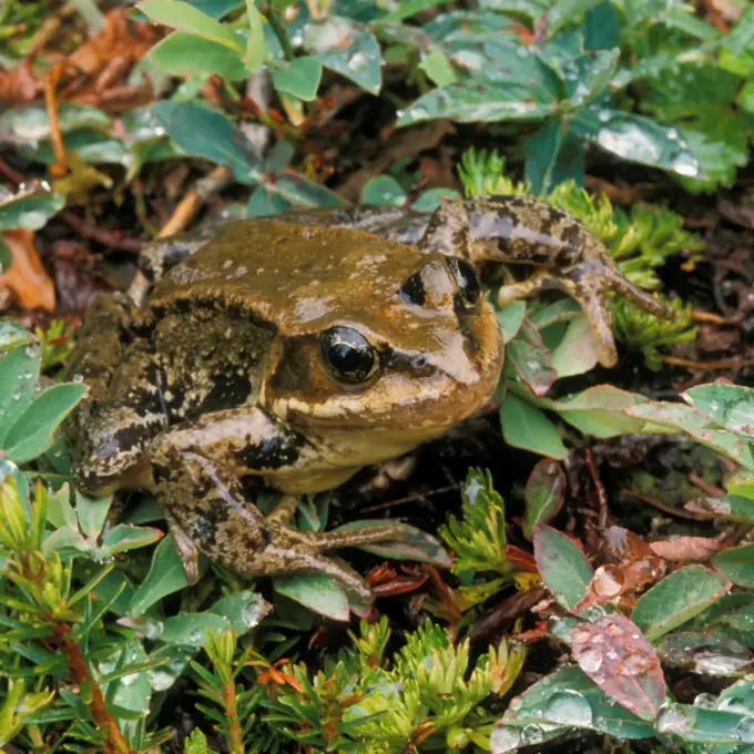 Red-Legged Frog