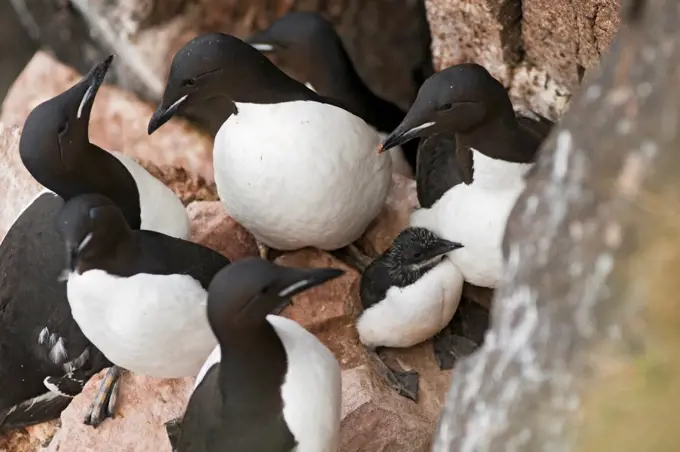 Brunnich's guillemot (Uria lomvia) adults surround and protect their young chicks nesting along cliffs in Sassenfjorden, Svalbard, Norway.